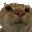 Catno catno Discord Emoji