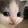 hehe