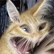 CATW