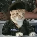 soldiercat soldiercat