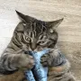 Catastrophe_FishAttack