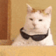 coolcat
