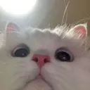 CatCloseUp3 CatCloseUp3