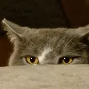 cat_lurk