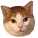 brandonhead Discord Emoji