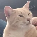 Smugcat smugcat Discord Emoji