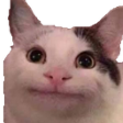 cat_Polite Discord emoji