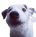 puppers