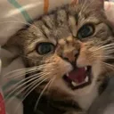 mariecat Discord Emoji