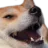 dogw