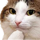 catthink