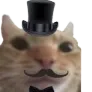 FancyCat