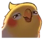 birdhehehe