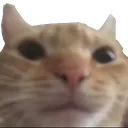 :catstare: