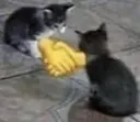catAgreement catAgreement
