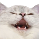 Cc_Cat_Laugh Discord emoji