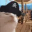 CatJAMPirate CatJAMPirate