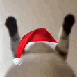 xmas_cat_DanceWiggle Discord emoji