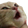 cat_pog Discord emoji