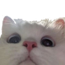 cat_lurk Discord emoji