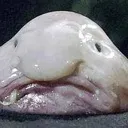 Blob blob Discord Emoji