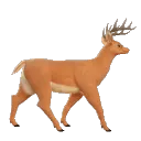 deerwalk