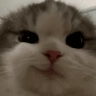 cat_Satisfied Discord emoji