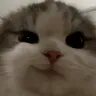 cat_Satisfied