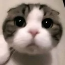 stare