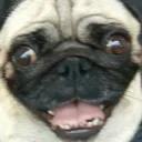 pug