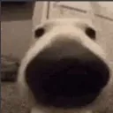 dogstare