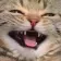 cattokek