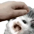 possumPet possumPet