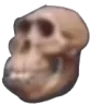 5081skullmonke