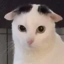 goofy_cat