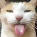 CatSilly