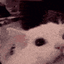 B_cat1 Discord Emoji