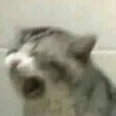 cat_scream