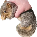 acquiresquirrel acquiresquirrel