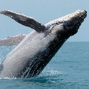whale Discord emoji