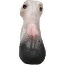 bignosedoggo
