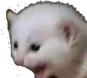 catscared
