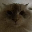 fart fart