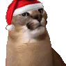 floppaYes