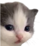 hehecat hehecat