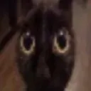 stare stare