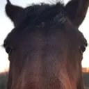 hersesnout hersesnout