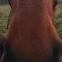 harsesnout
