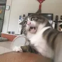 scaredycat