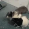 brawl